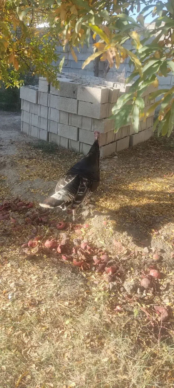 بوغلمون|حیوانات مزرعه|گنبد کاووس, |دیوار