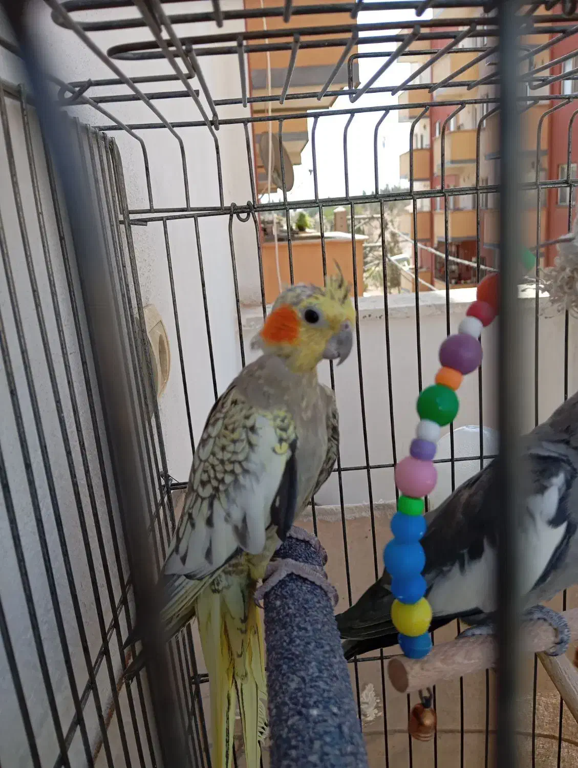 عروس هلندی|پرنده|محمدشهر, شهرک پیام (مهرالبرز)|دیوار