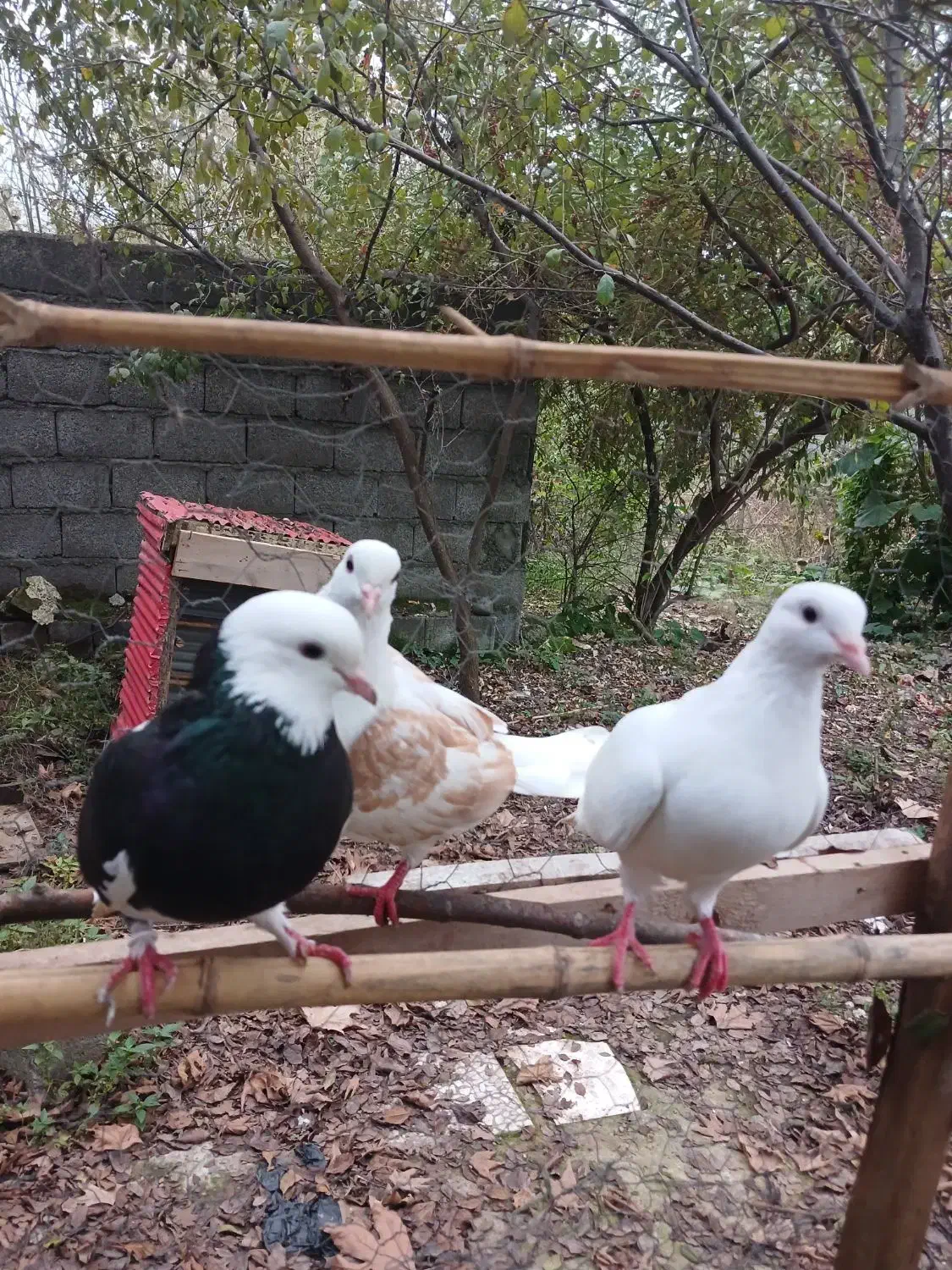 سه عدد کبوتر|پرنده|آستانه اشرفیه, |دیوار