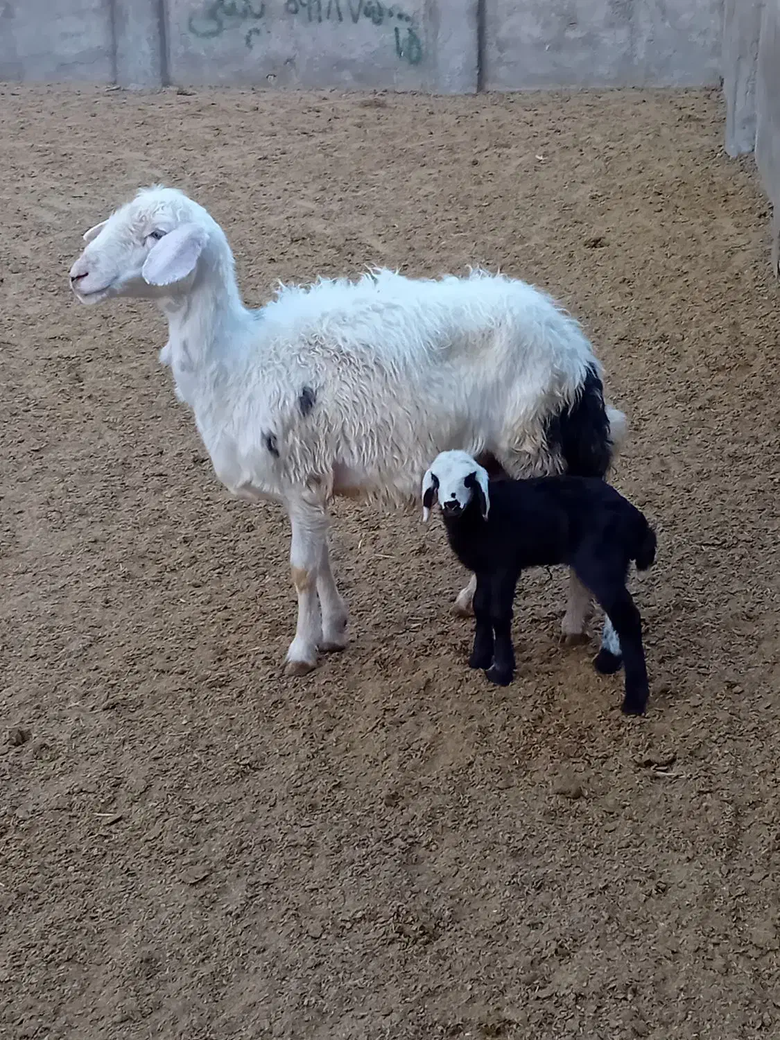 یه میش و بره و دوتا شیشک پلنگی|حیوانات مزرعه|بروجرد, |دیوار
