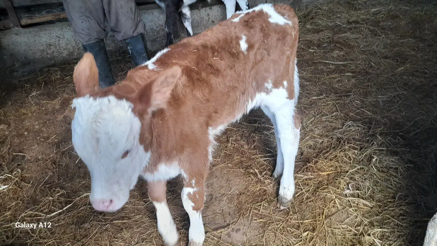 گاو با گوساله نر سمینتال|حیوانات مزرعه|پایین هولار, |دیوار