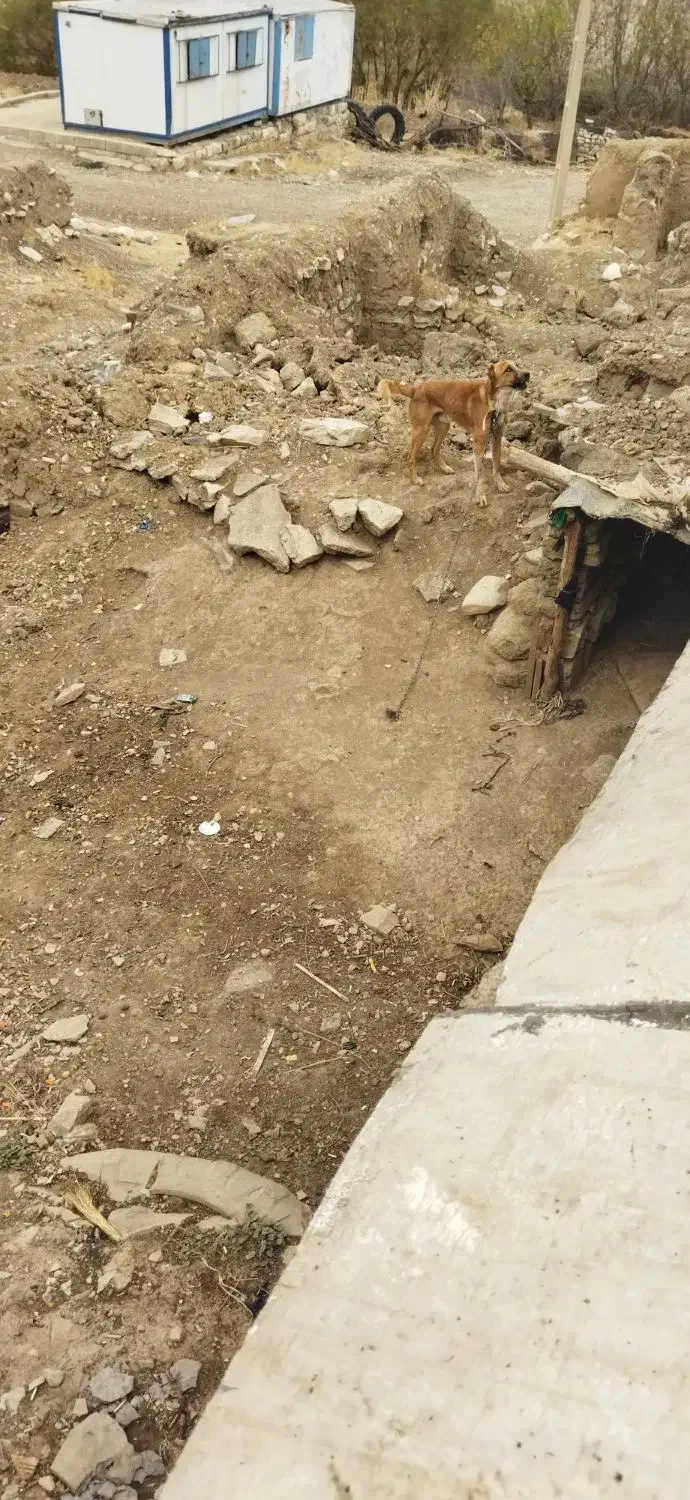 واگذاری توله نگهبان نر|سگ|کرمانشاه, |دیوار