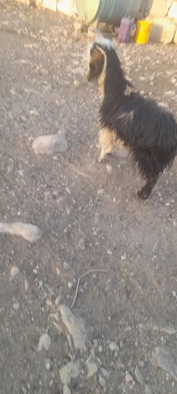 بزهل هم داشت هم کشت|حیوانات مزرعه|لالی, |دیوار