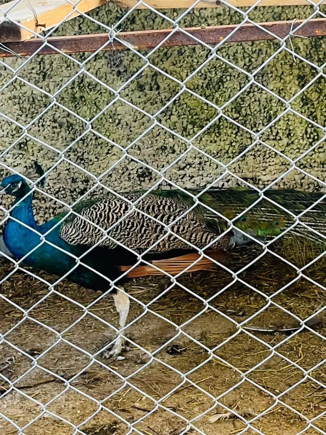 فروش یک جفت طاووس|پرنده|چالوس, |دیوار