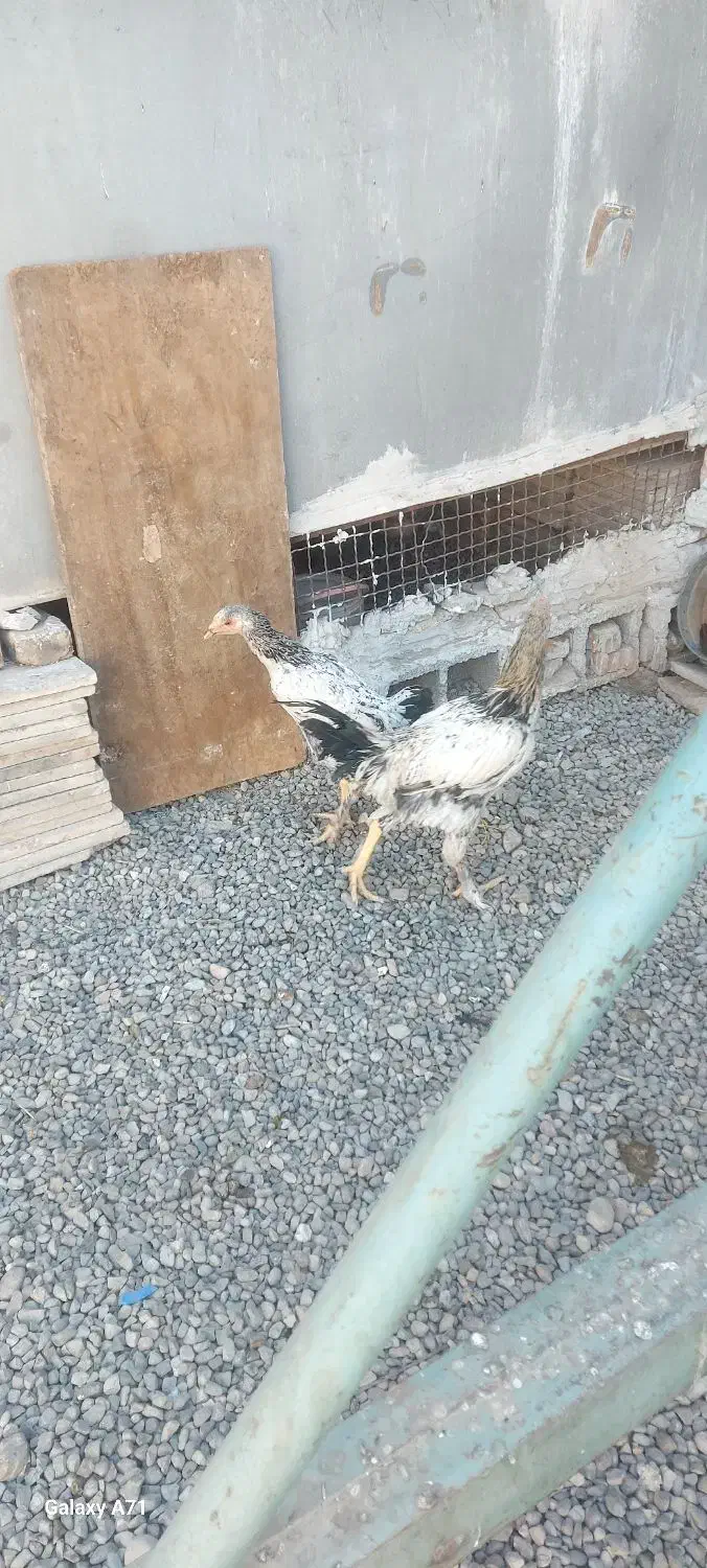 مرغ وخروس لاری|حیوانات مزرعه|خاوران, |دیوار