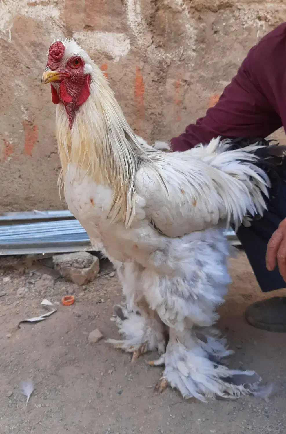 برهما بلولایت و وایت بالغ|حیوانات مزرعه|قرچک, مهدیه|دیوار