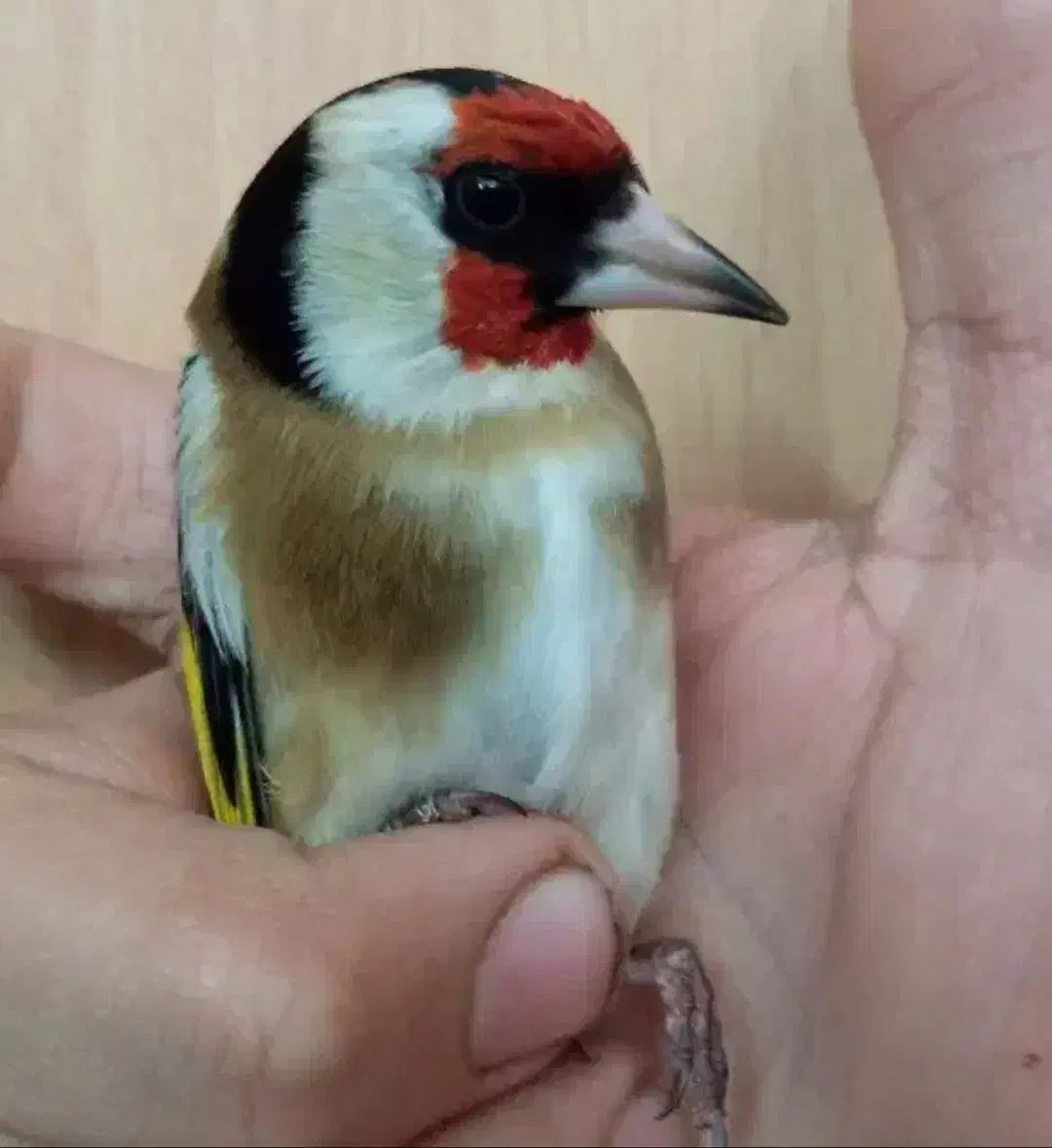 سهره صحرایی درجه یک نر|پرنده|همدان, |دیوار