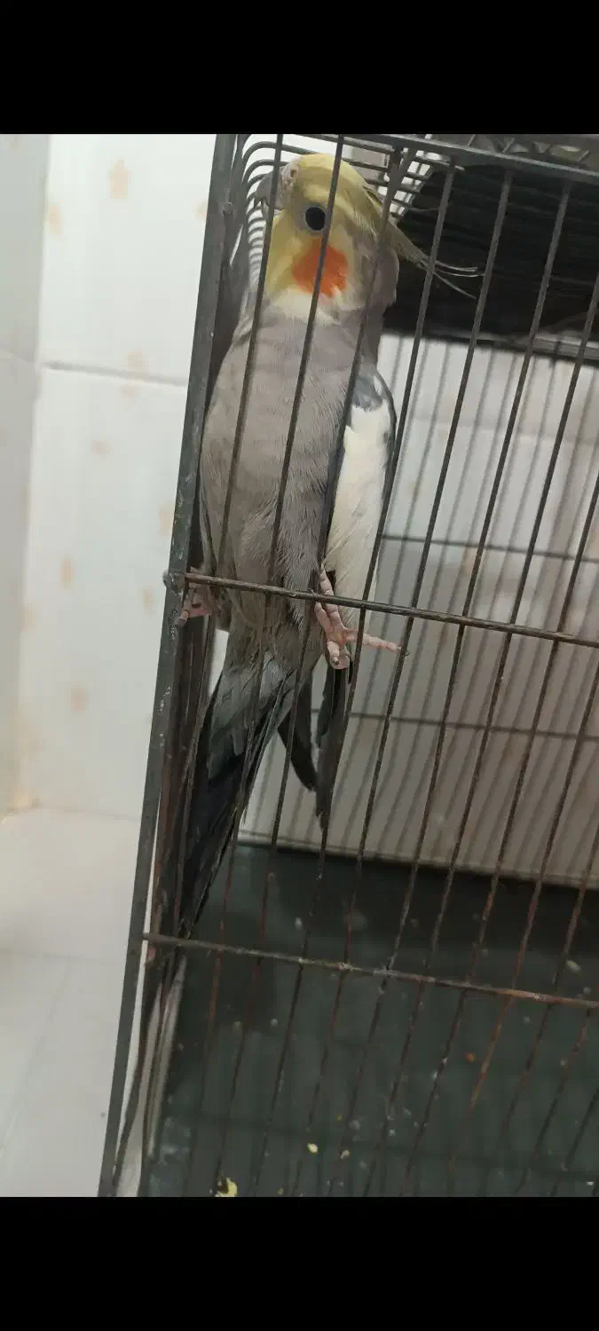 عروس هلندی|پرنده|سهند, |دیوار