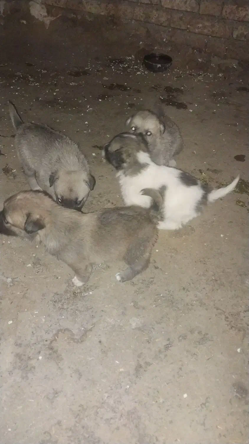 توله سگ پا کوتاه|سگ|بیلوار, |دیوار