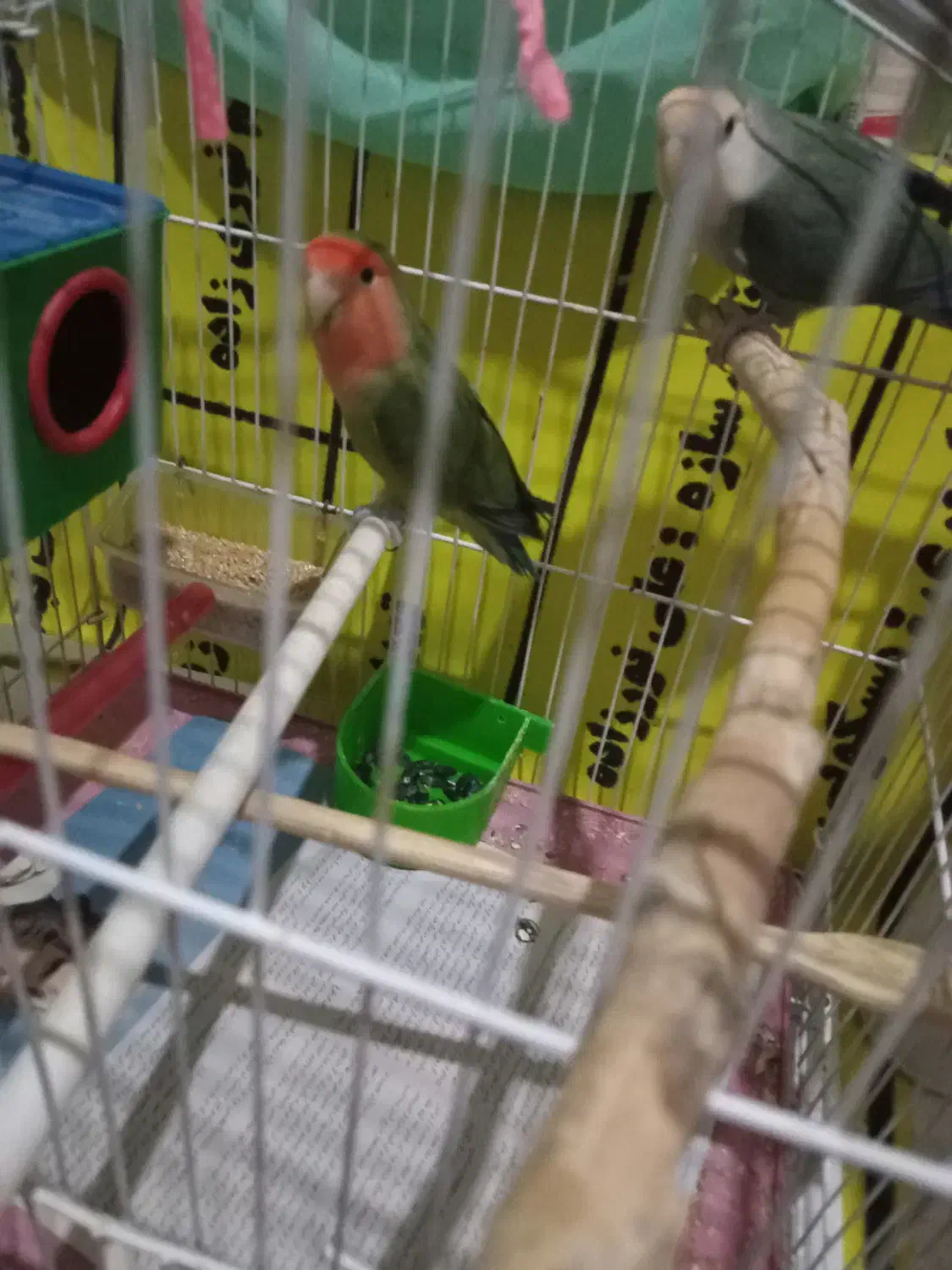 کوتوله مولدجفت|پرنده|تبریز, |دیوار