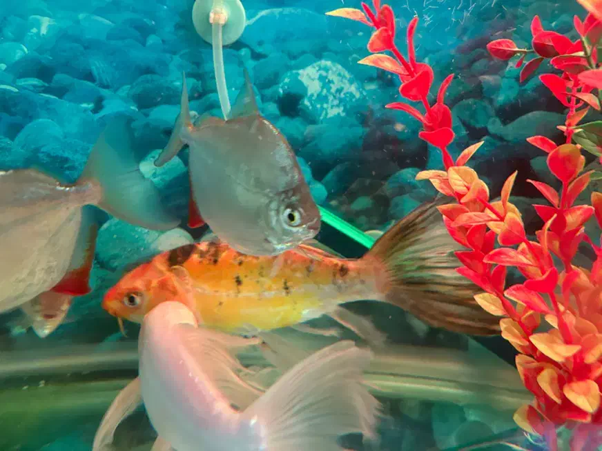 ماهی کوی سوپرباله وارداتی خاص|ماهی|بجنورد, |دیوار