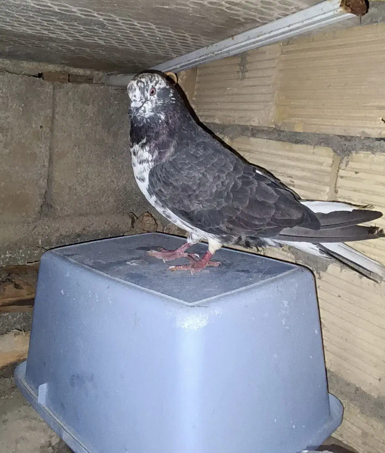 کبوتر|پرنده|کوهدشت, |دیوار