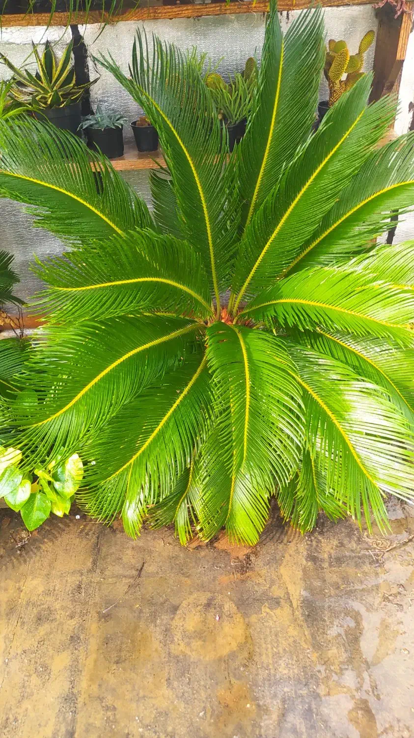 گل سیکاس بزرگ|گل و گیاه طبیعی|رشت, کوی یخ|دیوار