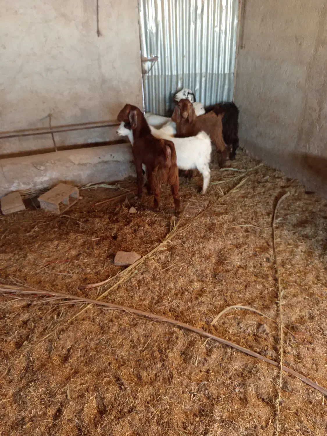 6راس بزغاله|حیوانات مزرعه|طبس, |دیوار