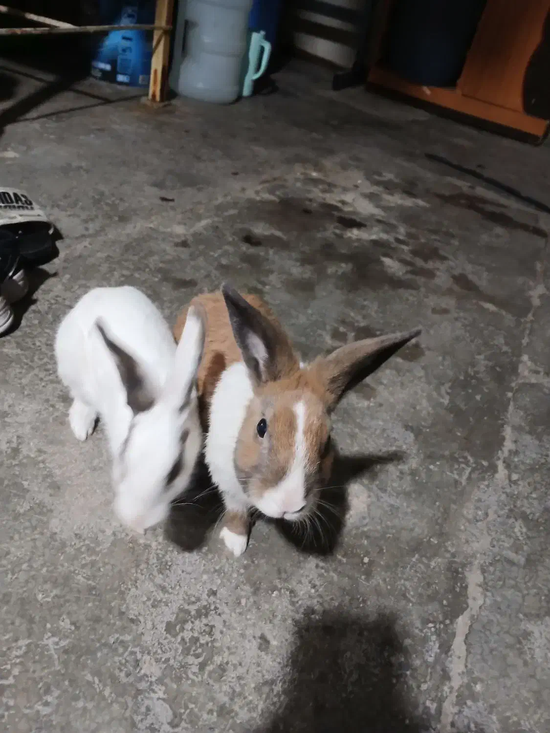 خرگوش خانگی|موش و خرگوش|ایذه, |دیوار