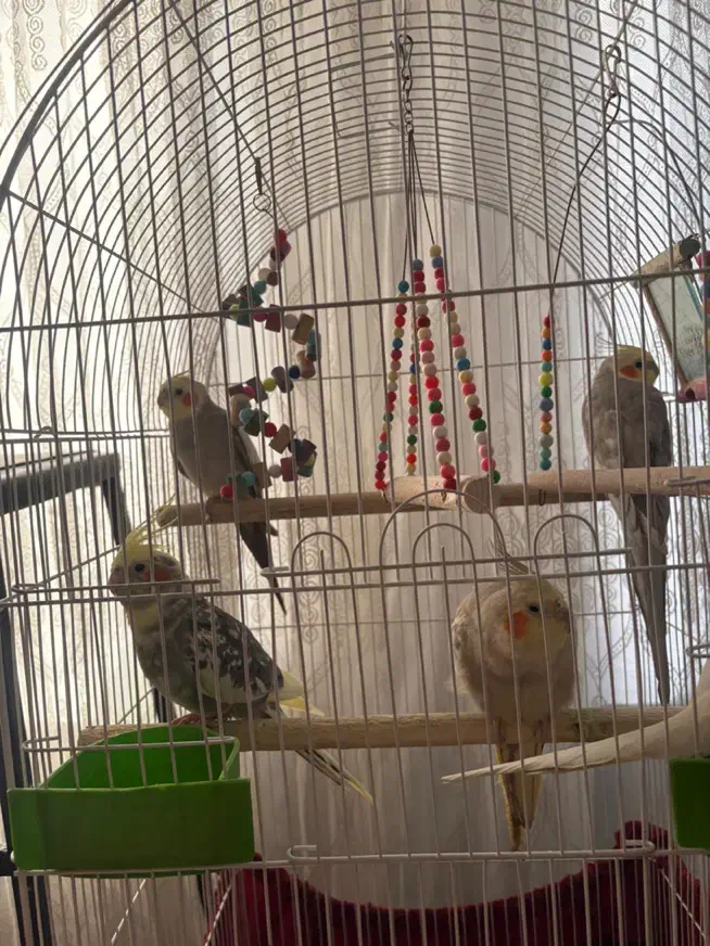 عروس هلندی|پرنده|ملارد, |دیوار