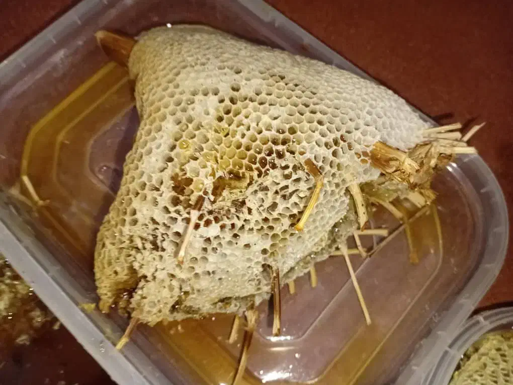 عسل وحشی|خوردنی و آشامیدنی|آبپخش, |دیوار