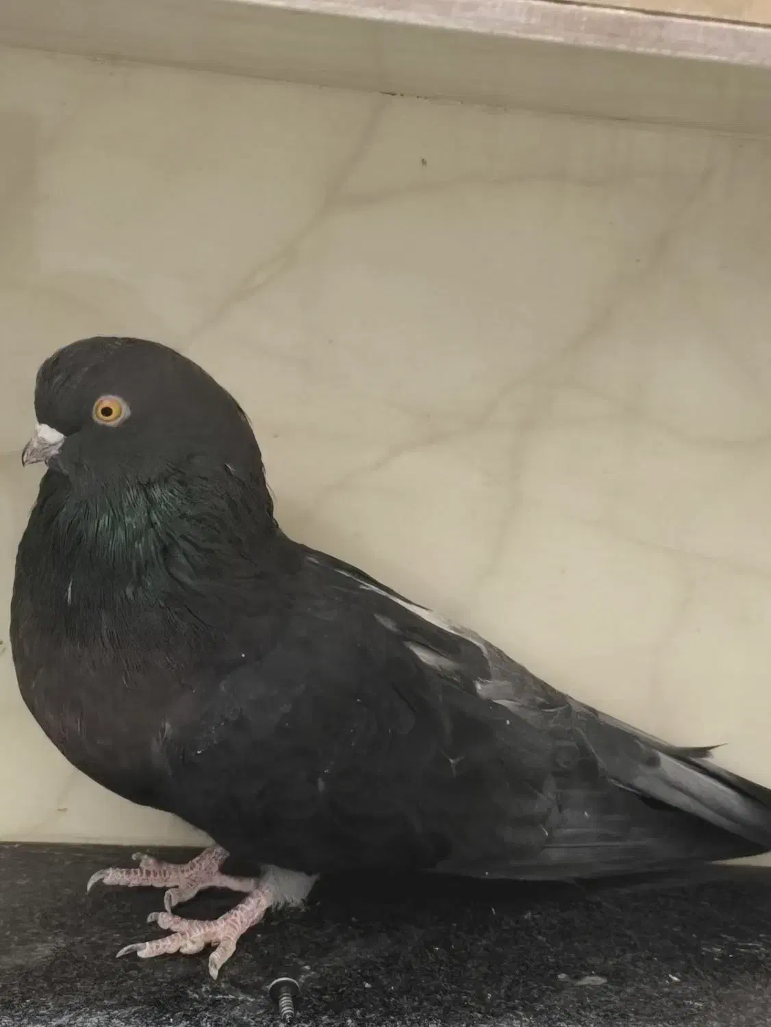 ماده قهوه ای آبادانی نر نوک ریز درشت و نوک کوتاه|پرنده|بردسیر, |دیوار