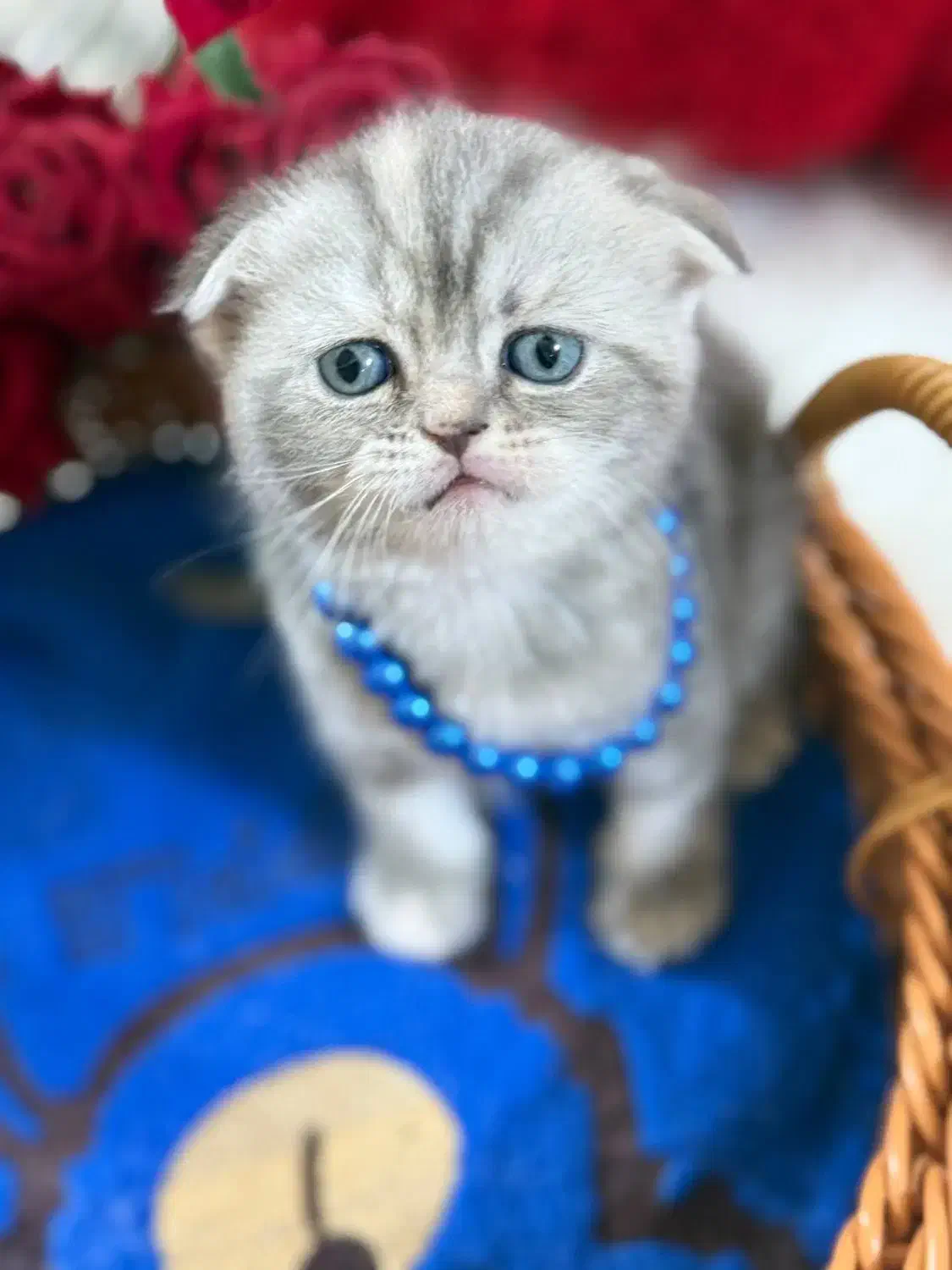 گربه بریتیش اسکاتیش اصیل|گربه|گرگان, |دیوار