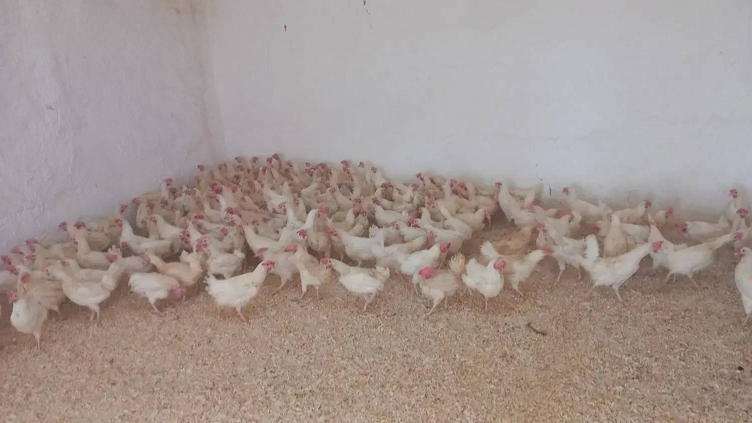 مرغ سفید جوان|حیوانات مزرعه|ارومیه, |دیوار