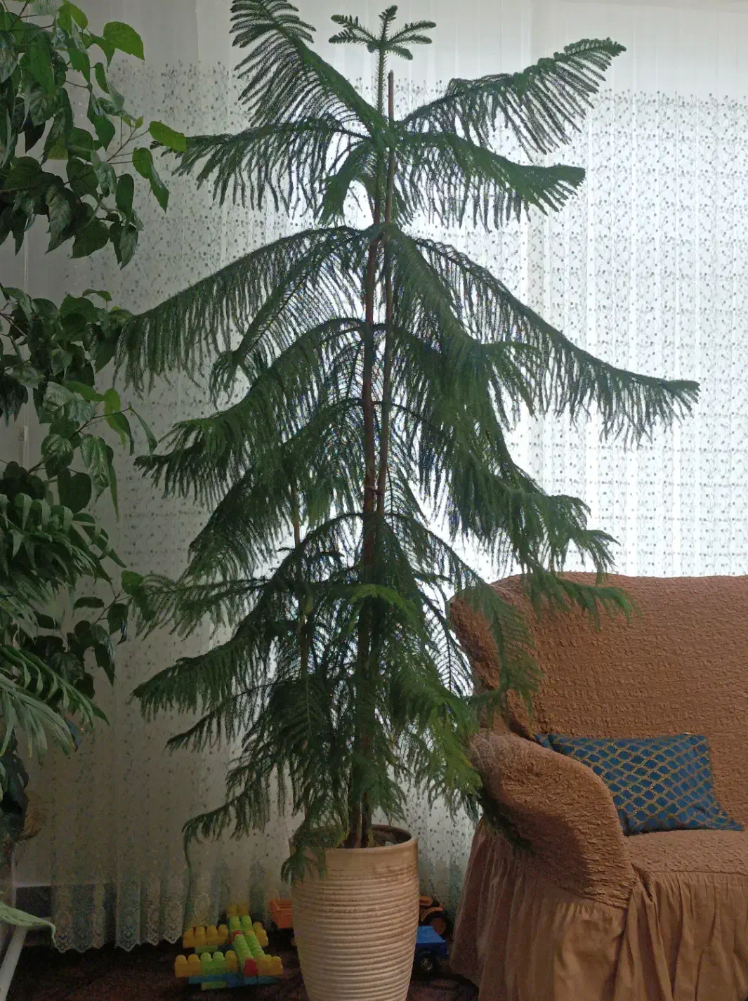 کاج|گل و گیاه طبیعی|مراغه, |دیوار