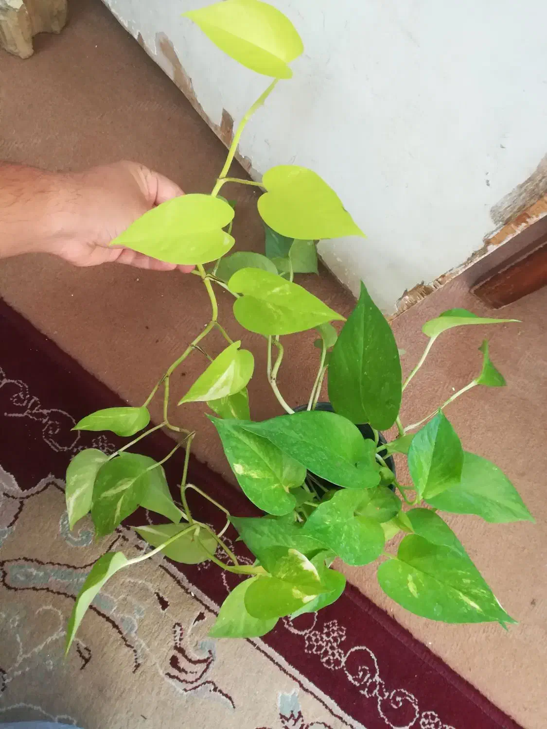 گل پتوس نئون ابلغ و سبز 75 هزار|گل و گیاه طبیعی|فسا, |دیوار