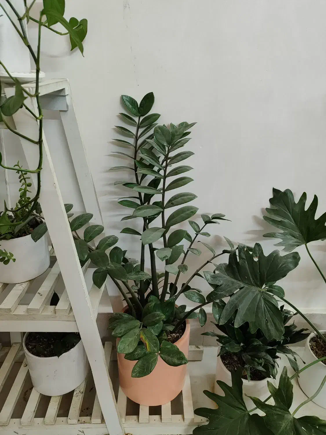 زاموفیلیا|گل و گیاه طبیعی|شاندیز, |دیوار