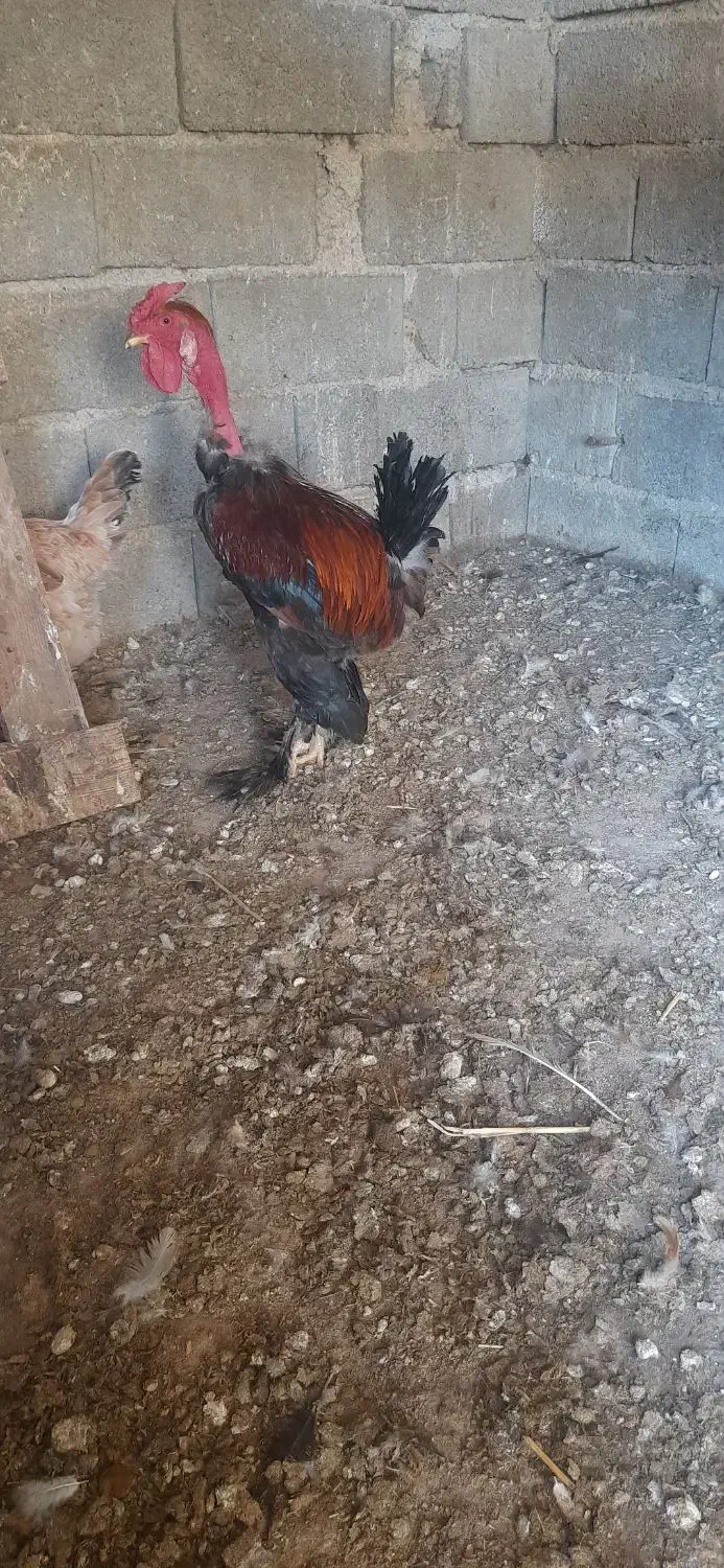 خروس دیلگونی|حیوانات مزرعه|بهبهان, |دیوار