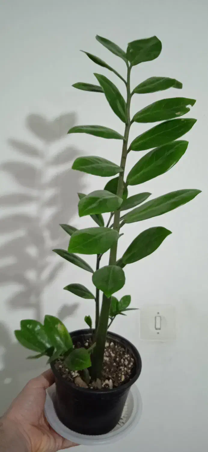 زاموفیلیا|گل و گیاه طبیعی|مریوان, |دیوار