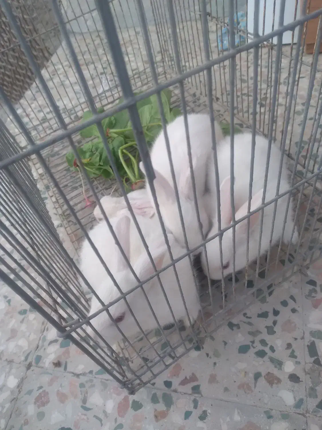 تعدادی بچه خرگوش ناز بفروش میرسد|موش و خرگوش|بندرعباس, |دیوار