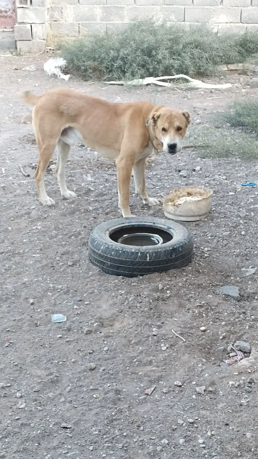 سگ جوان|سگ|تربت جام, میان جام|دیوار