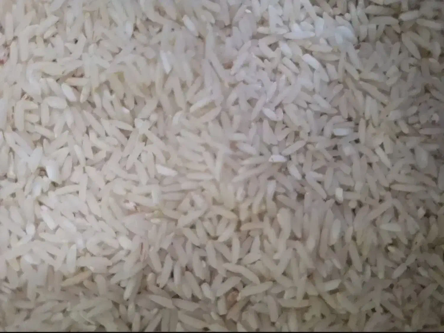 برنج دم سیاه|خوردنی و آشامیدنی|اندیشه, اندیشه فاز ۳|دیوار