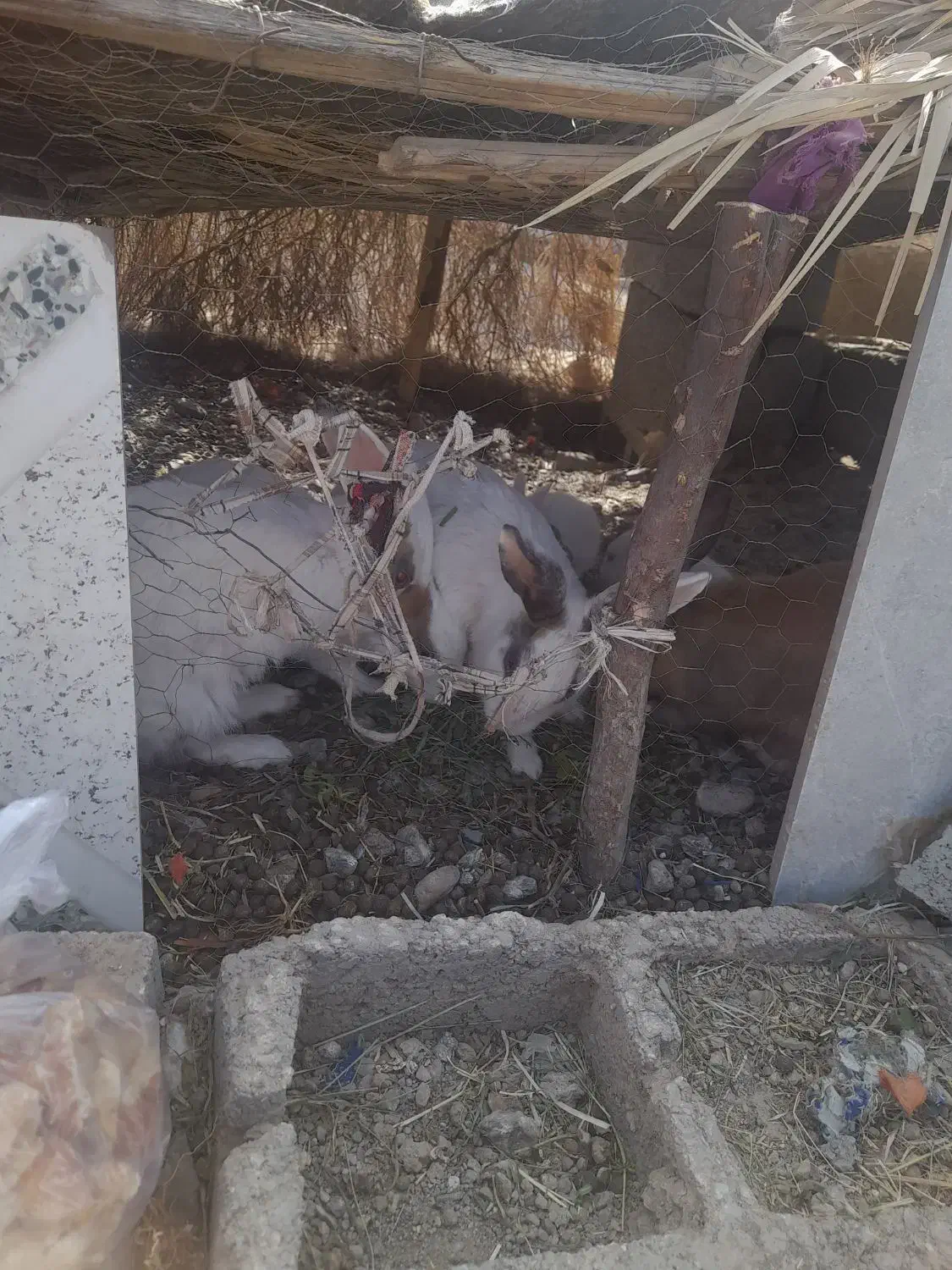 فورش خرگوش خانگی|موش و خرگوش|کهنوج, |دیوار