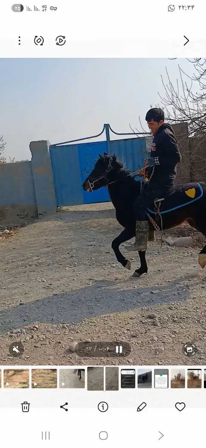 اسب پونی قد ۱۱۰ هس اروم|اسب و تجهیزات اسب‌سواری|تهران, شهرآرا|دیوار