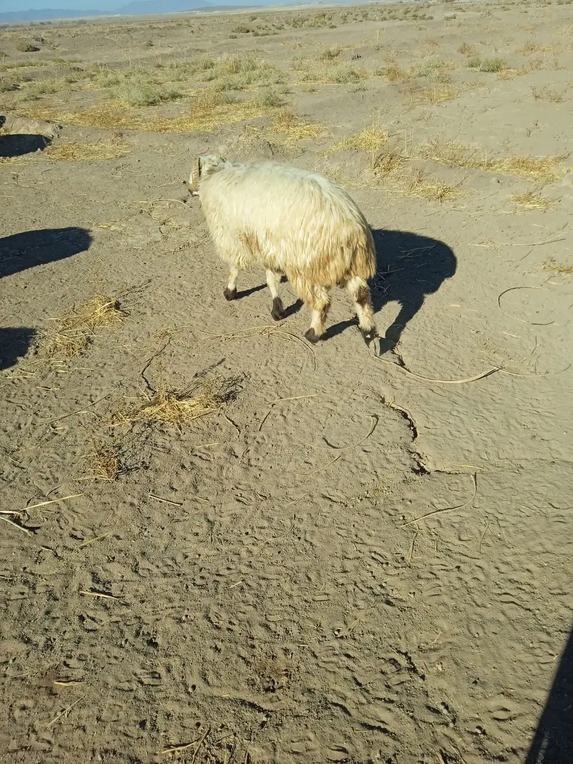 شیشک بذری|حیوانات مزرعه|گلزار, |دیوار