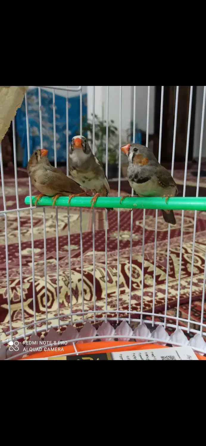 فنج مولد معاوضه|پرنده|تبریز, |دیوار