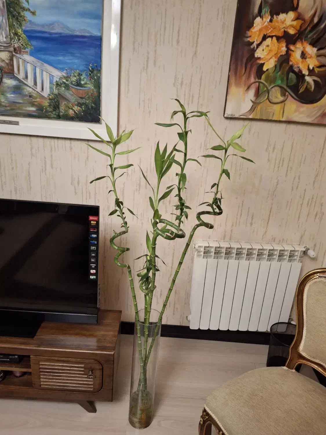پنج. شاخه بامبو. با. گلدون|گل و گیاه طبیعی|کرج, شهرک آسمان|دیوار