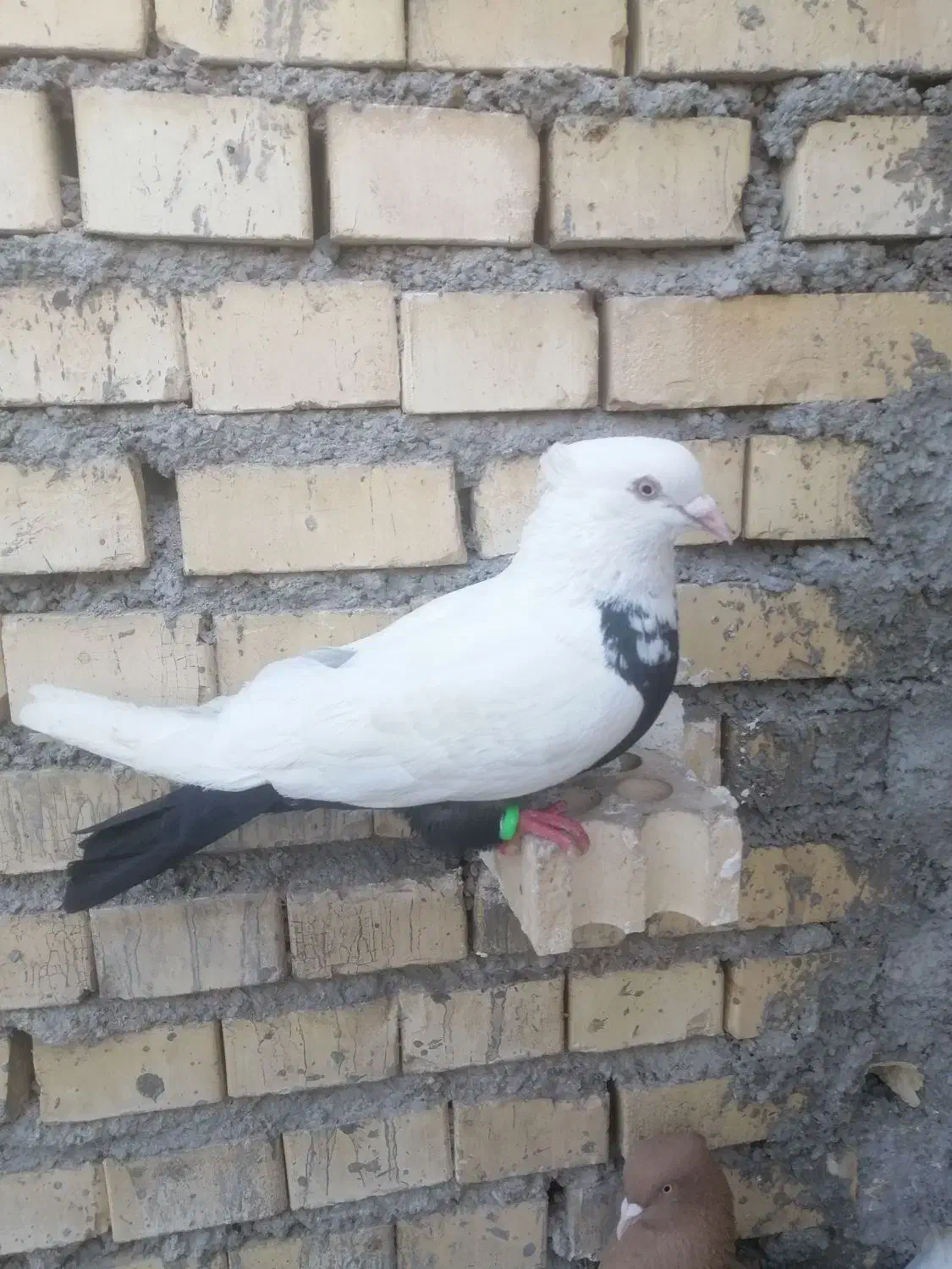 کفتر|پرنده|خرمشهر, |دیوار