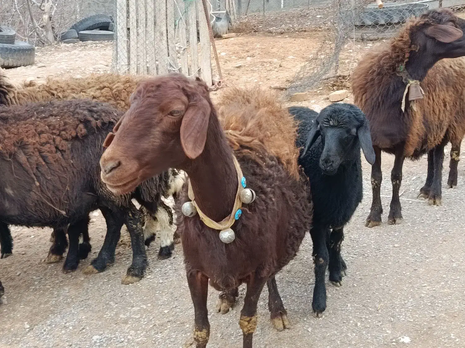 گوسفند داشتی|حیوانات مزرعه|فیروزآباد (لرستان), |دیوار