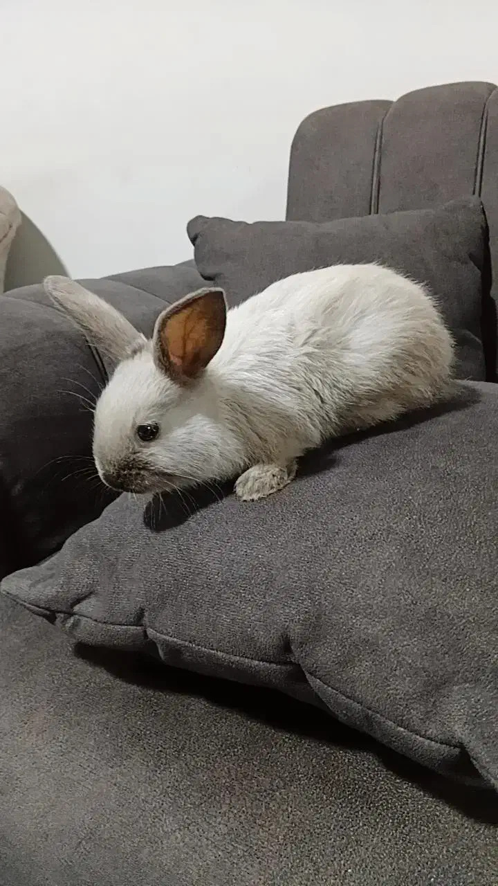 خرگوش لوپ|موش و خرگوش|تربت جام, شاهد|دیوار