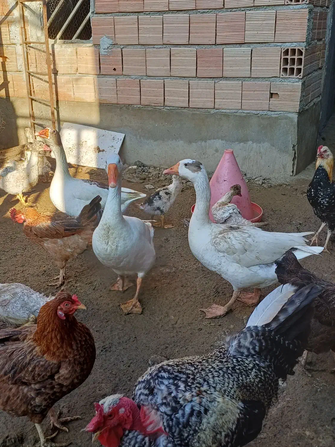 غاز بالغ|حیوانات مزرعه|سرخنکلاته, |دیوار