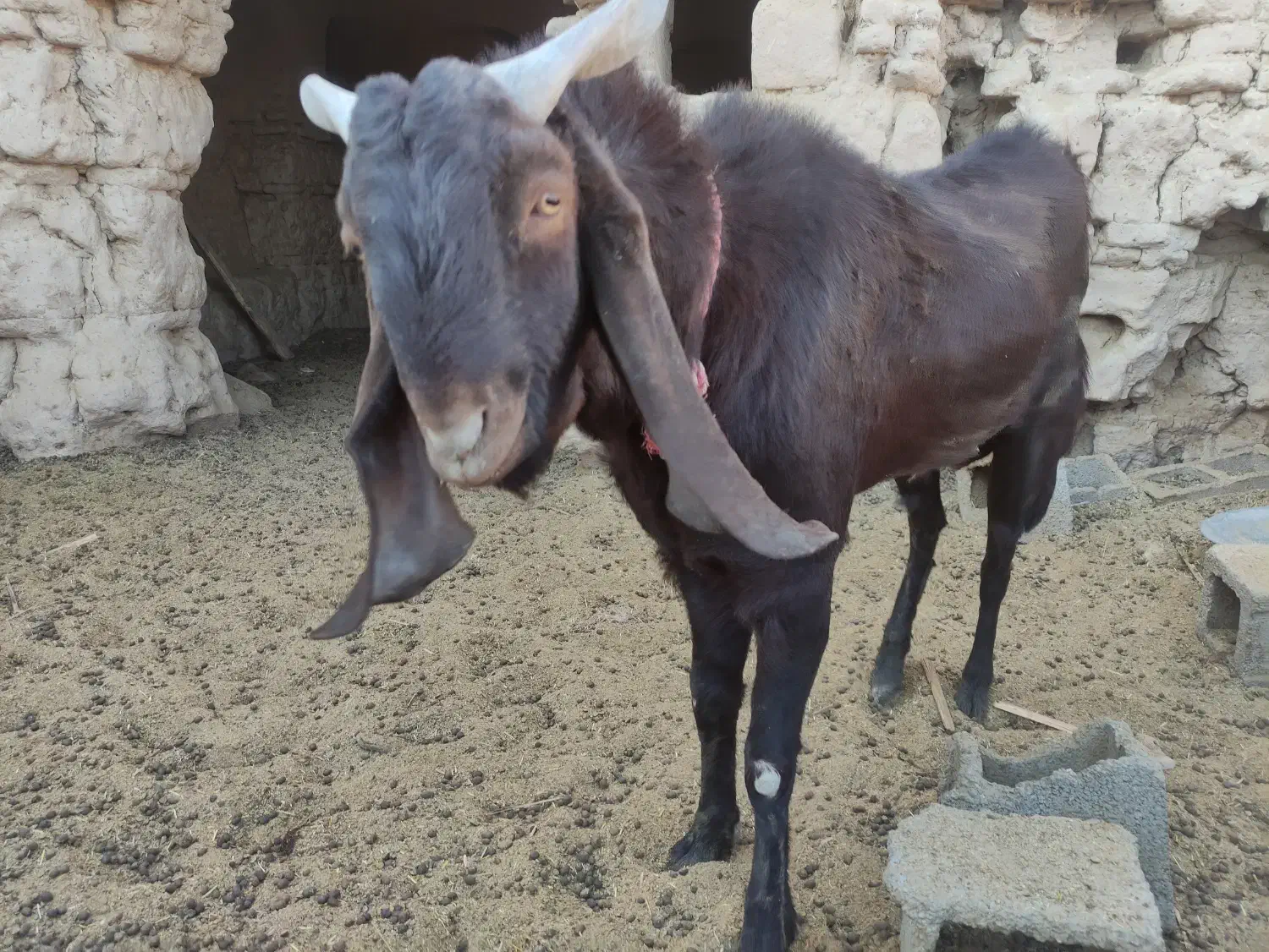 نری آلپاین جوان|حیوانات مزرعه|ماهان, |دیوار