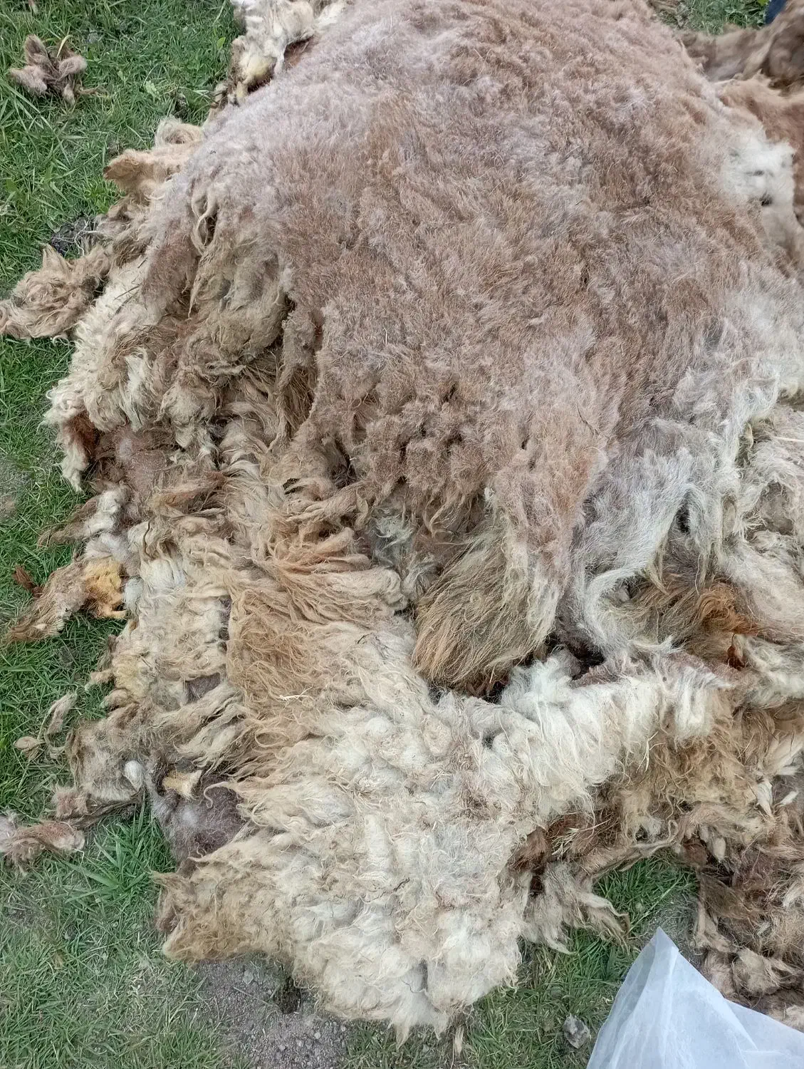 فروش پشم گوسفند|رختخواب، بالش، پتو|اهر, |دیوار