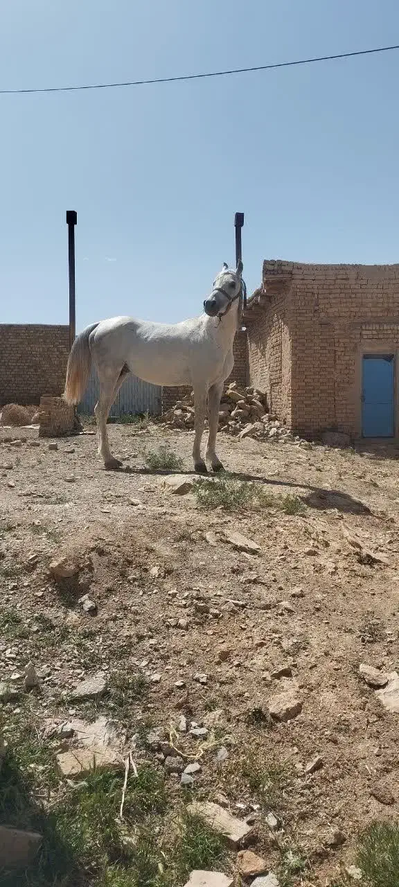 اسب نریان|اسب و تجهیزات اسبسواری|خمین, |دیوار