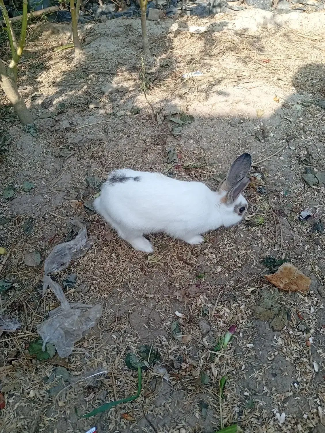 فروش فوری خرگوش|موش و خرگوش|خان ببین, |دیوار