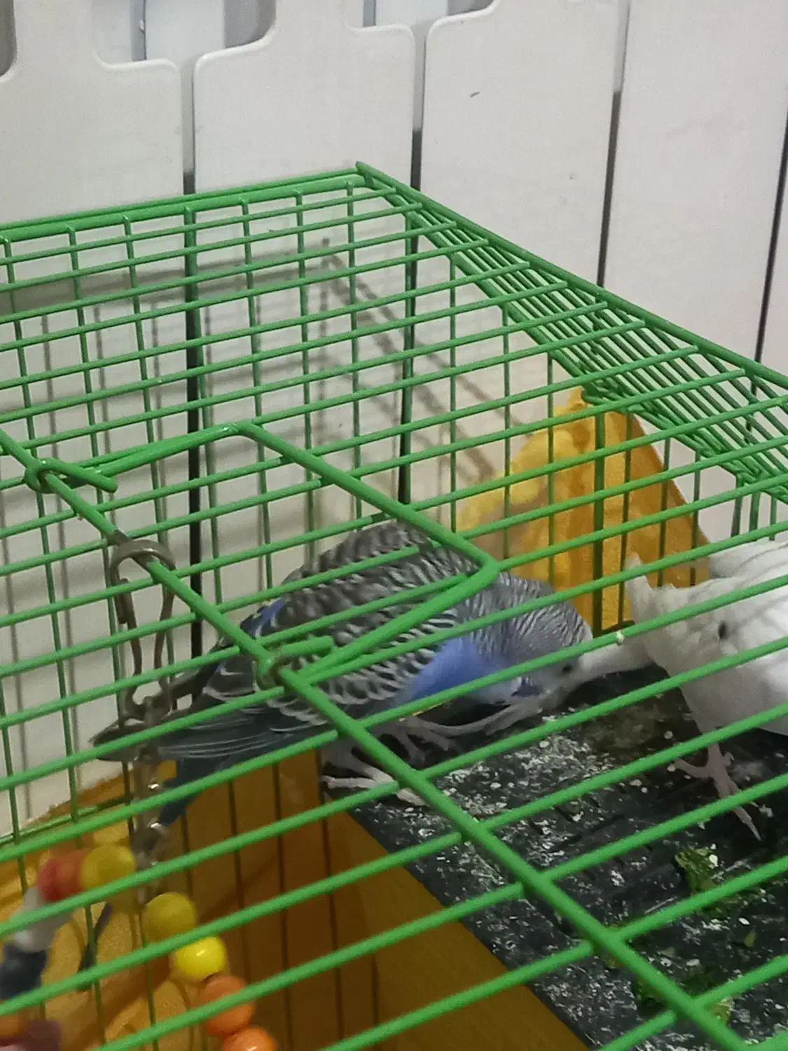 مرغ عشق|پرنده|قزوین, |دیوار