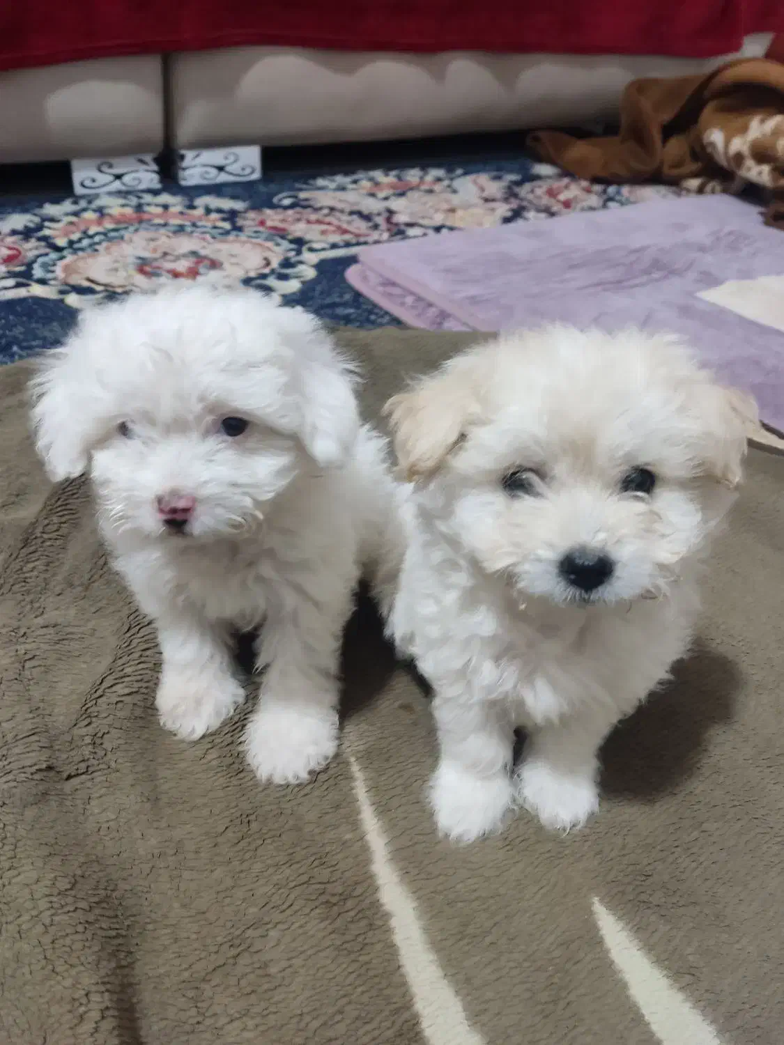 سگ کوچولو|سگ|بندرعباس, |دیوار