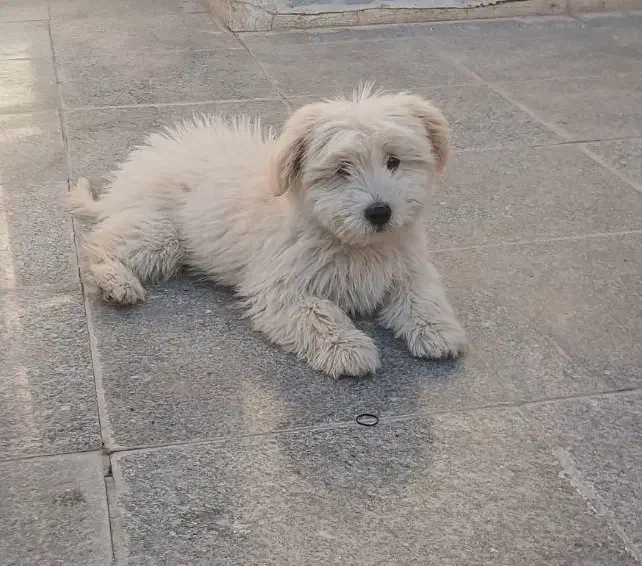 سگ شیتزو باهوش|سگ|قم, زنبیل آباد|دیوار