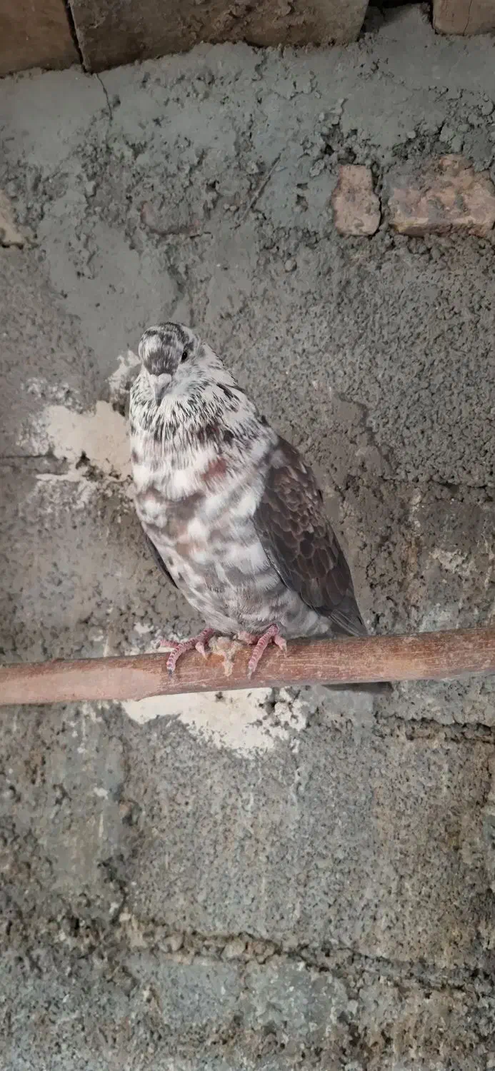 کبوتر|پرنده|کوراییم, |دیوار