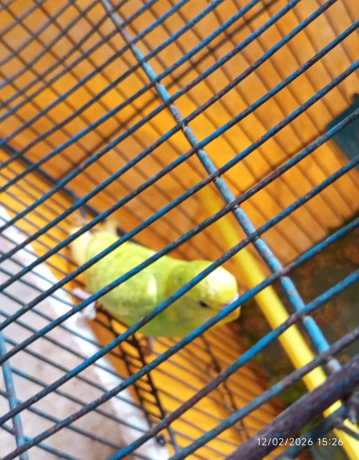 گمشده|حیوانات|برازجان, |دیوار